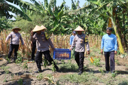 Dukung Ketahanan Pangan Nasional, Polres Pelabuhan Tanjung Perak Panen 815 Kilogram Jagung di Tambak Wedi