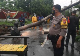 Babinkamtibmas Krembangan Utara Urai Kemacetan Akibat Pohon Tumbang di Jalan Kalisosok